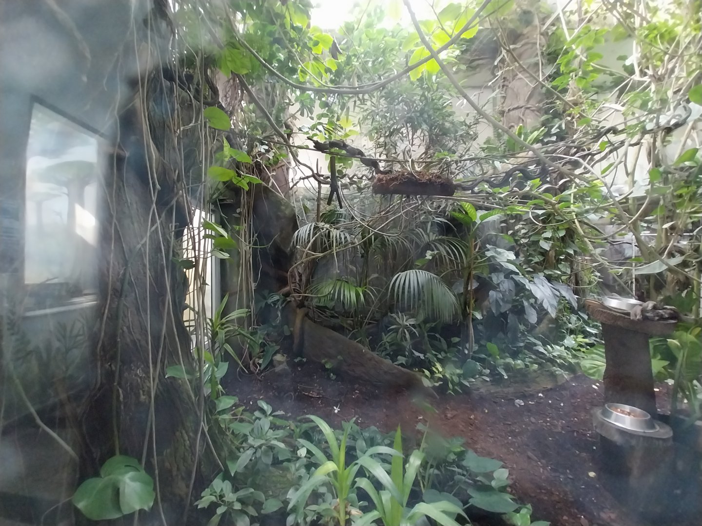 Zamocs Zoo - Monkey House - Rainforest