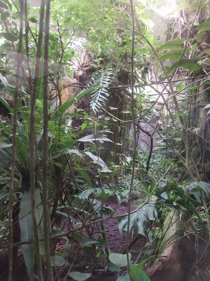 Zamocs Zoo - Monkey House - Rainforest