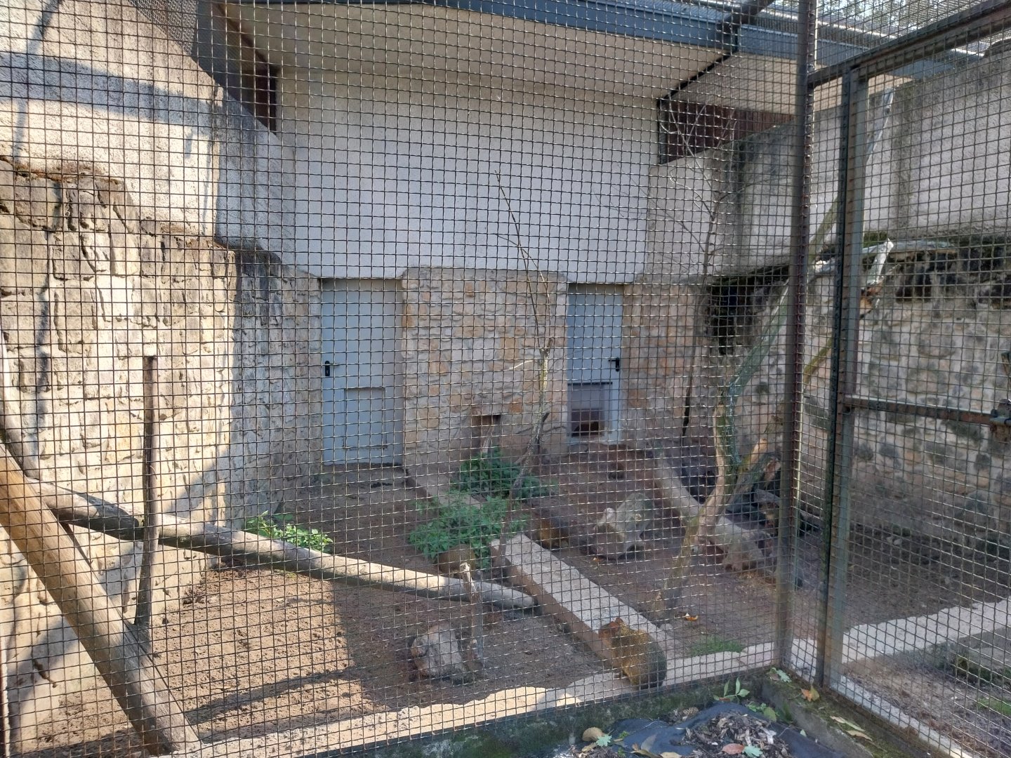 Zamocs Zoo - Pheasantry - Azara's Agouti enclosure