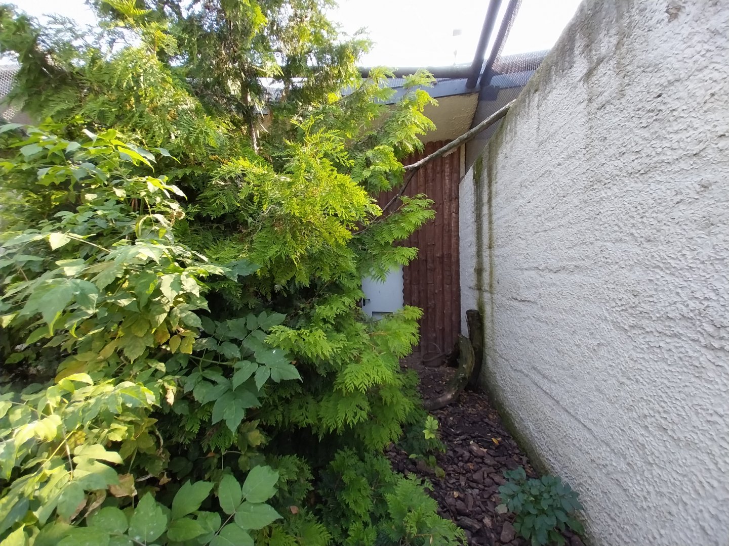Zamocs Zoo - Pheasantry - Azure-winged Magpie, Bali Myna and Palawan Peacock-Pheasant
