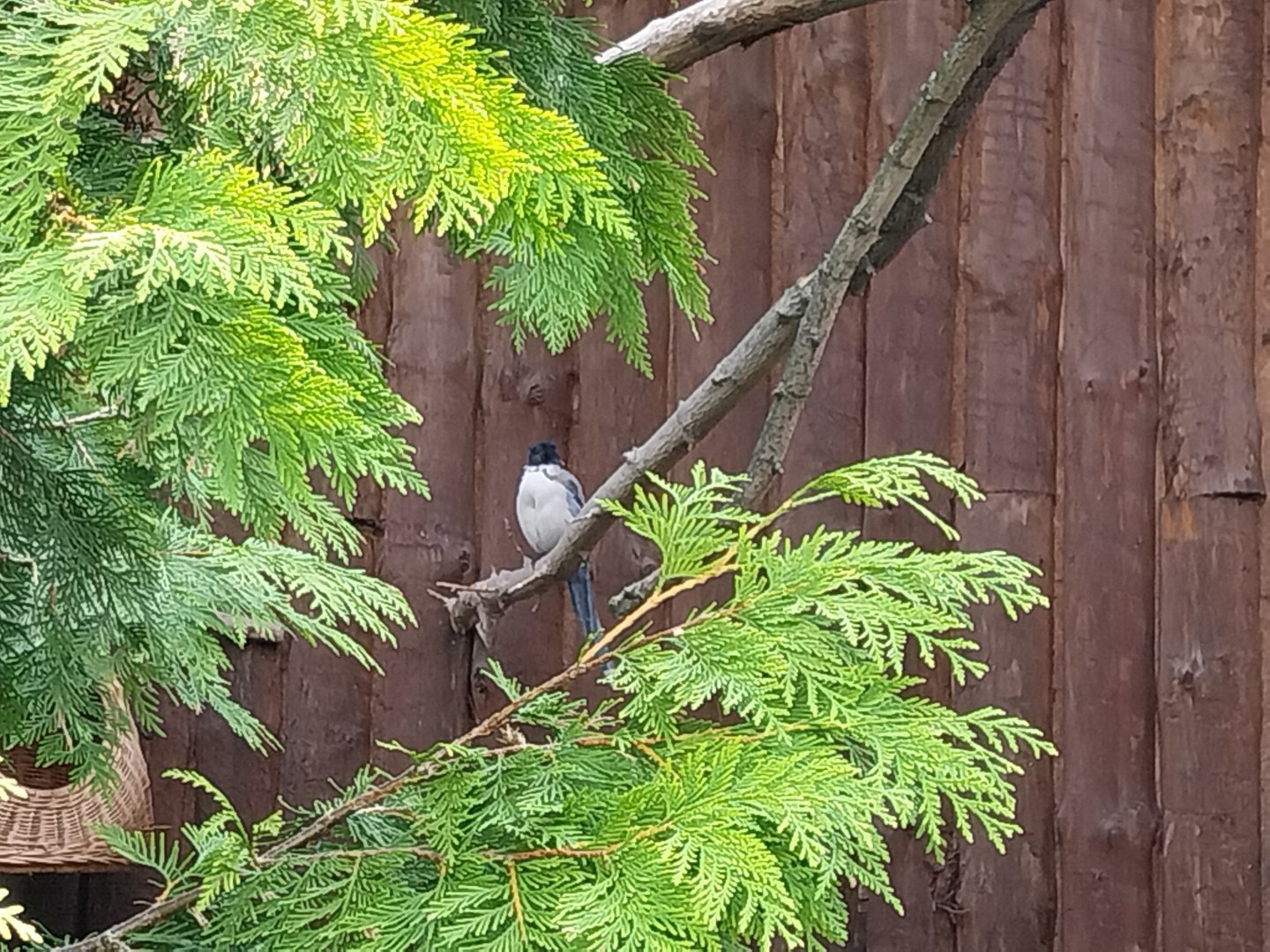 Zamocs Zoo - Pheasantry - Azure-winged Magpie (Cyanopica cyanus)