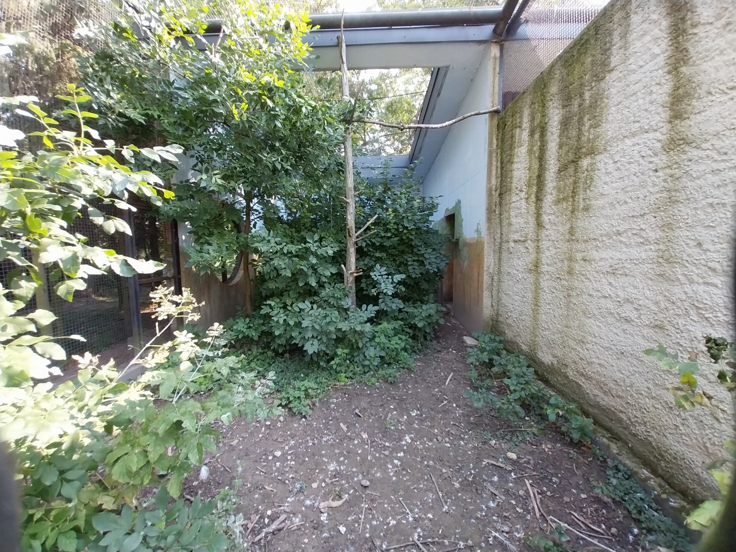 Zamocs Zoo - Pheasantry - Blue Crane aviary