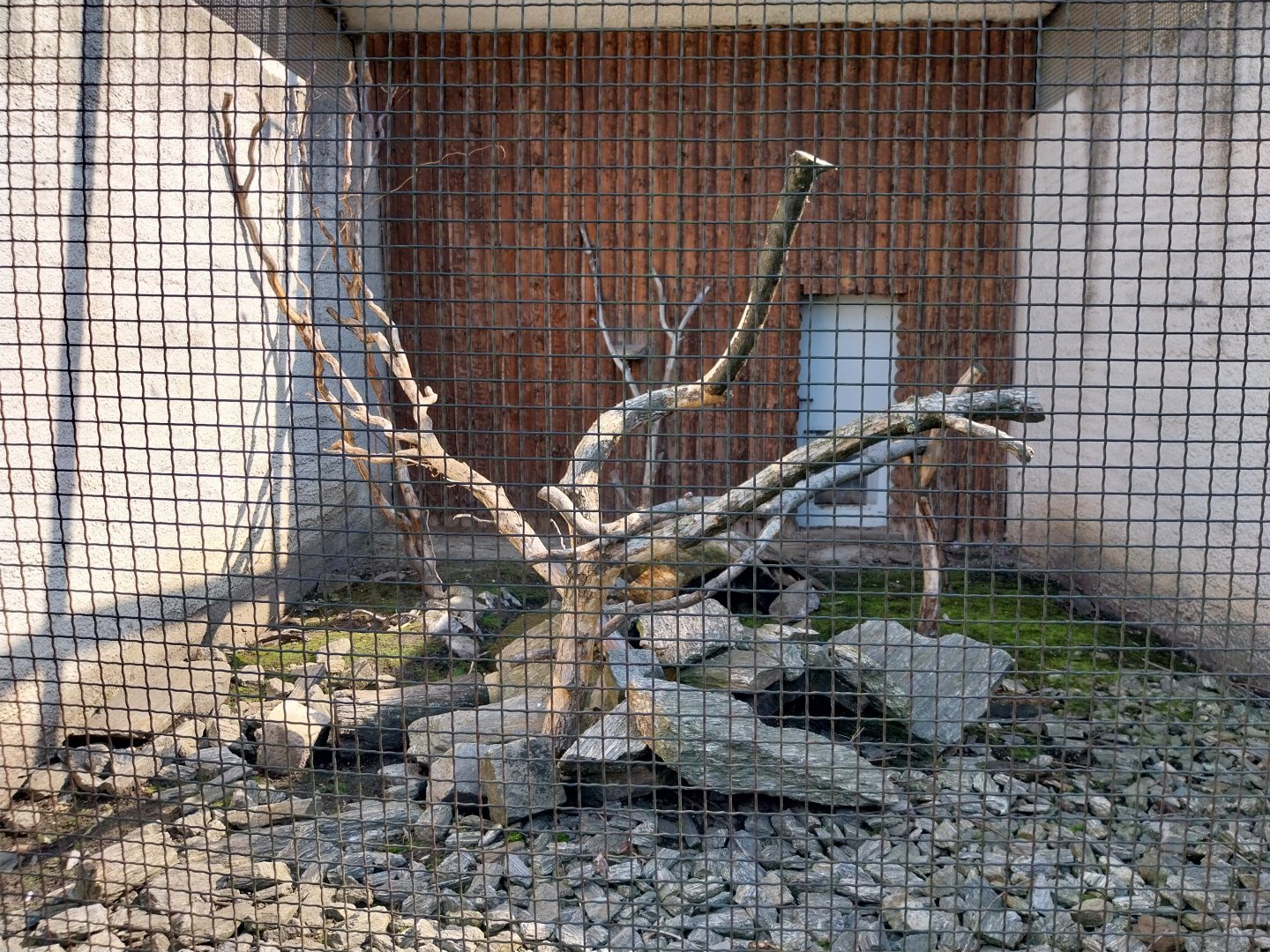 Zamocs Zoo - Pheasantry - Cape Rock Hyrax enclosure