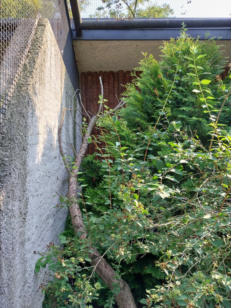 Zamocs Zoo - Pheasantry - Chaco Chacalaca aviary