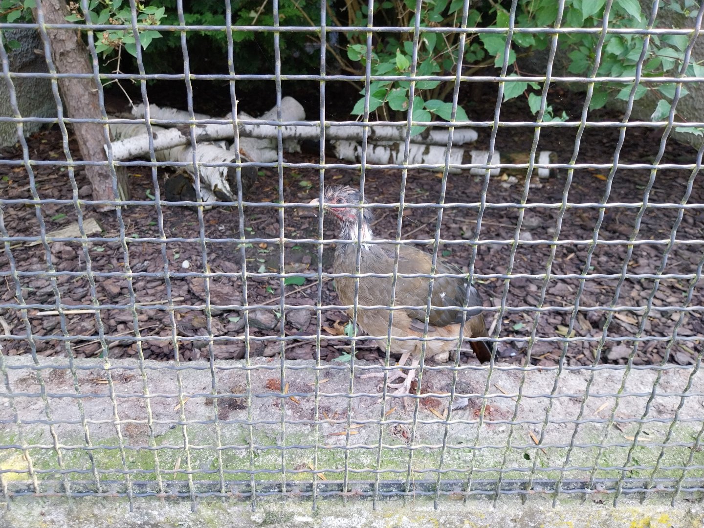 Zamocs Zoo - Pheasantry - Chaco Chacalaca (Ortalis canicollis)