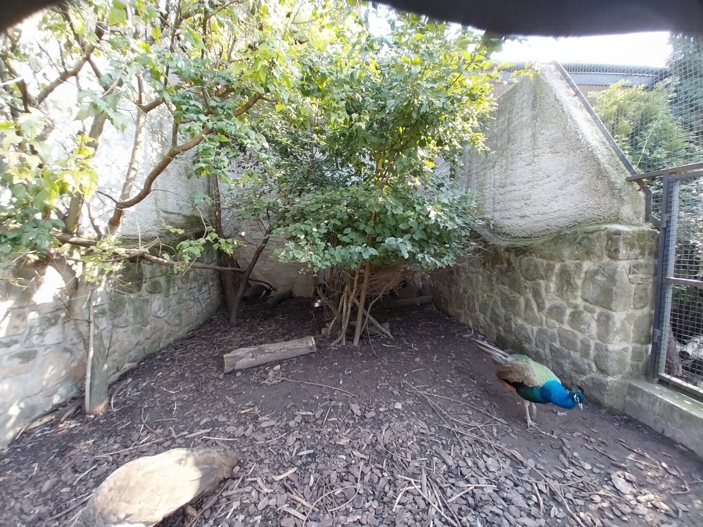 Zamocs Zoo - Pheasantry - Common Peafowl (Pavo cristatus)