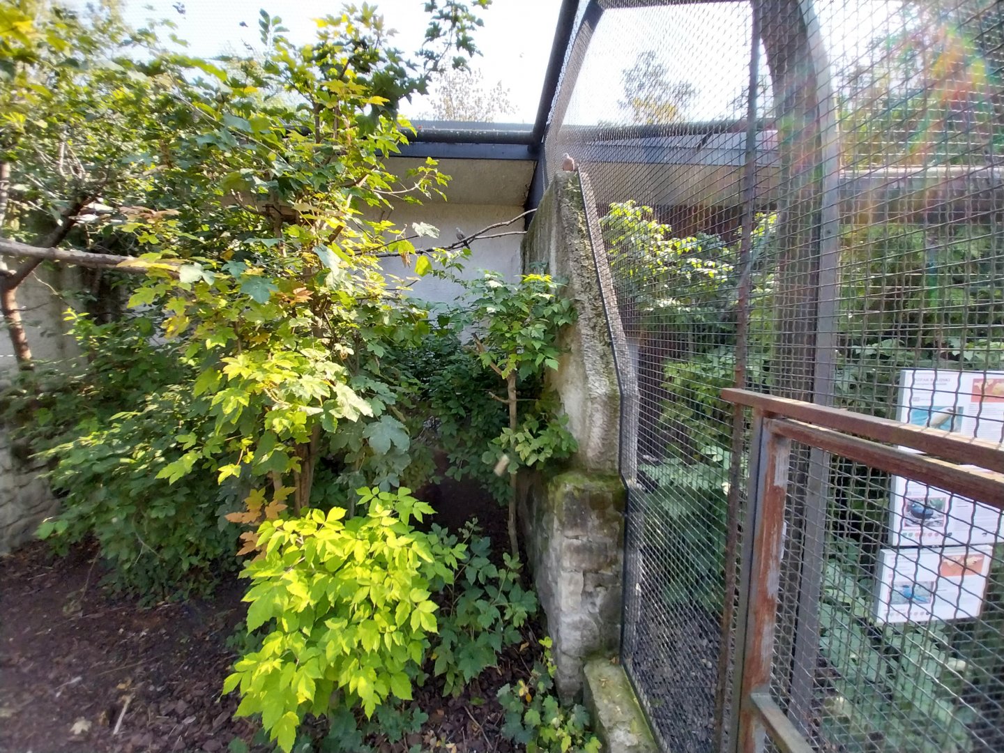 Zamocs Zoo - Pheasantry - Eastern Spotted Dove and Great Argus aviary