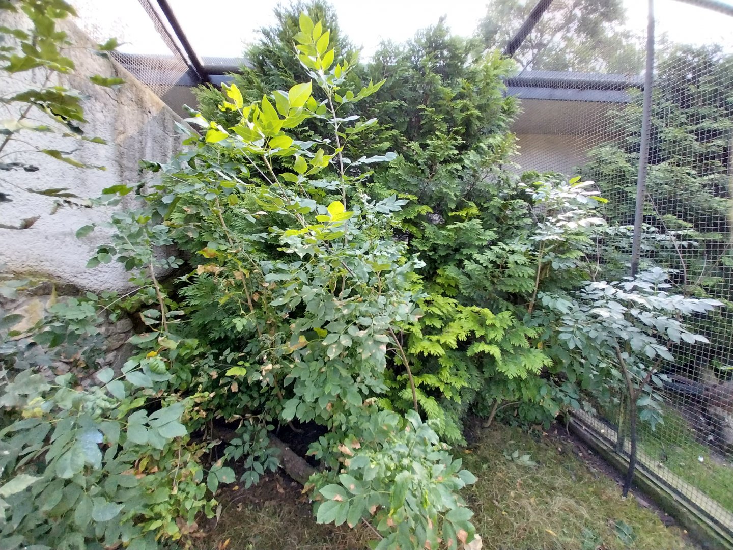 Zamocs Zoo - Pheasantry - Edwards Pheasant aviary
