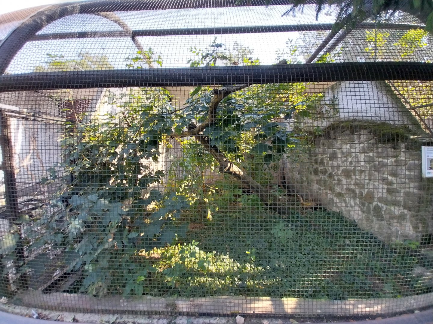 Zamocs Zoo - Pheasantry - Geoffroy's Cat enclosure