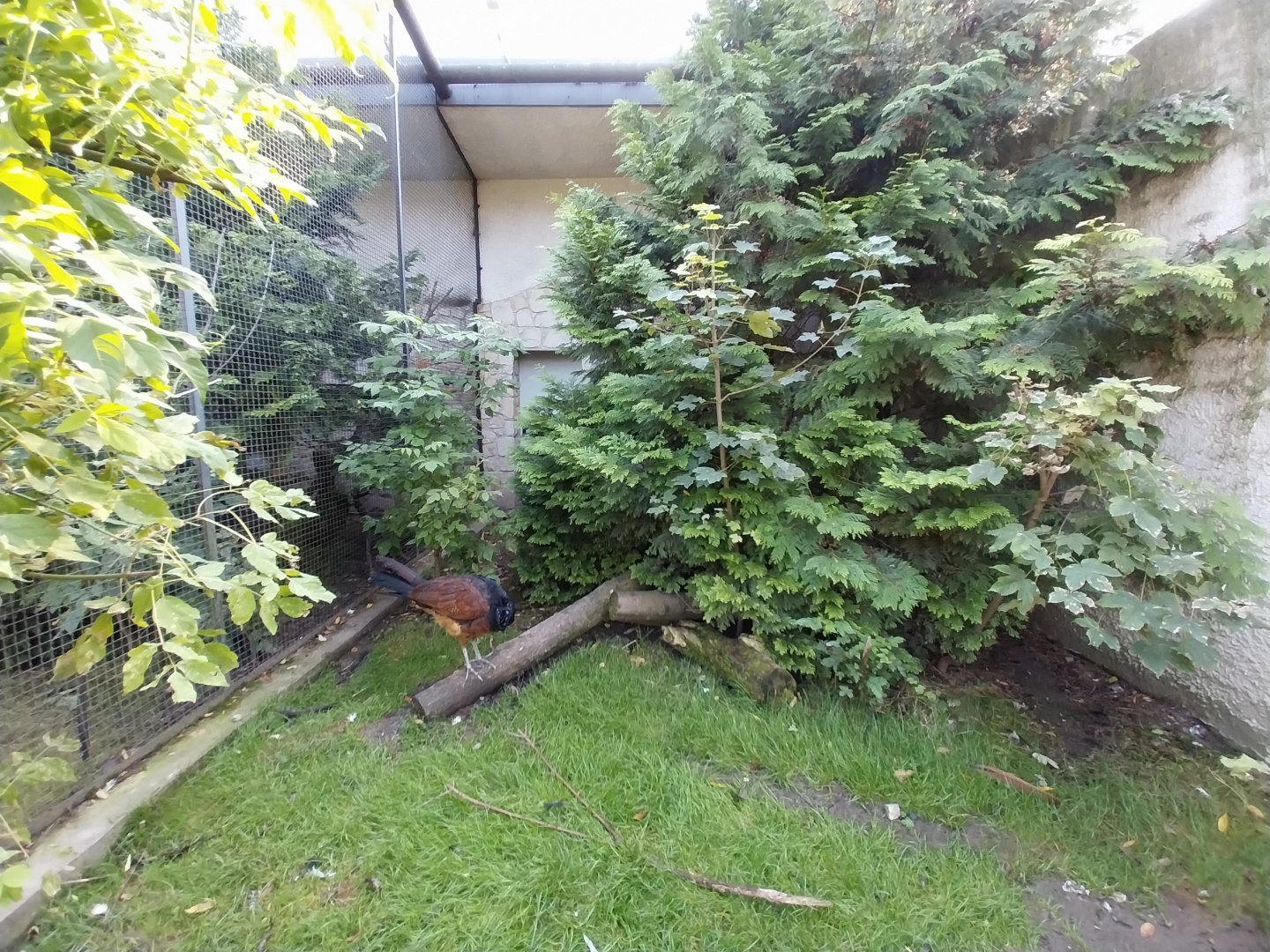 Zamocs Zoo - Pheasantry - Great Curassow (Crax rubra rubra)