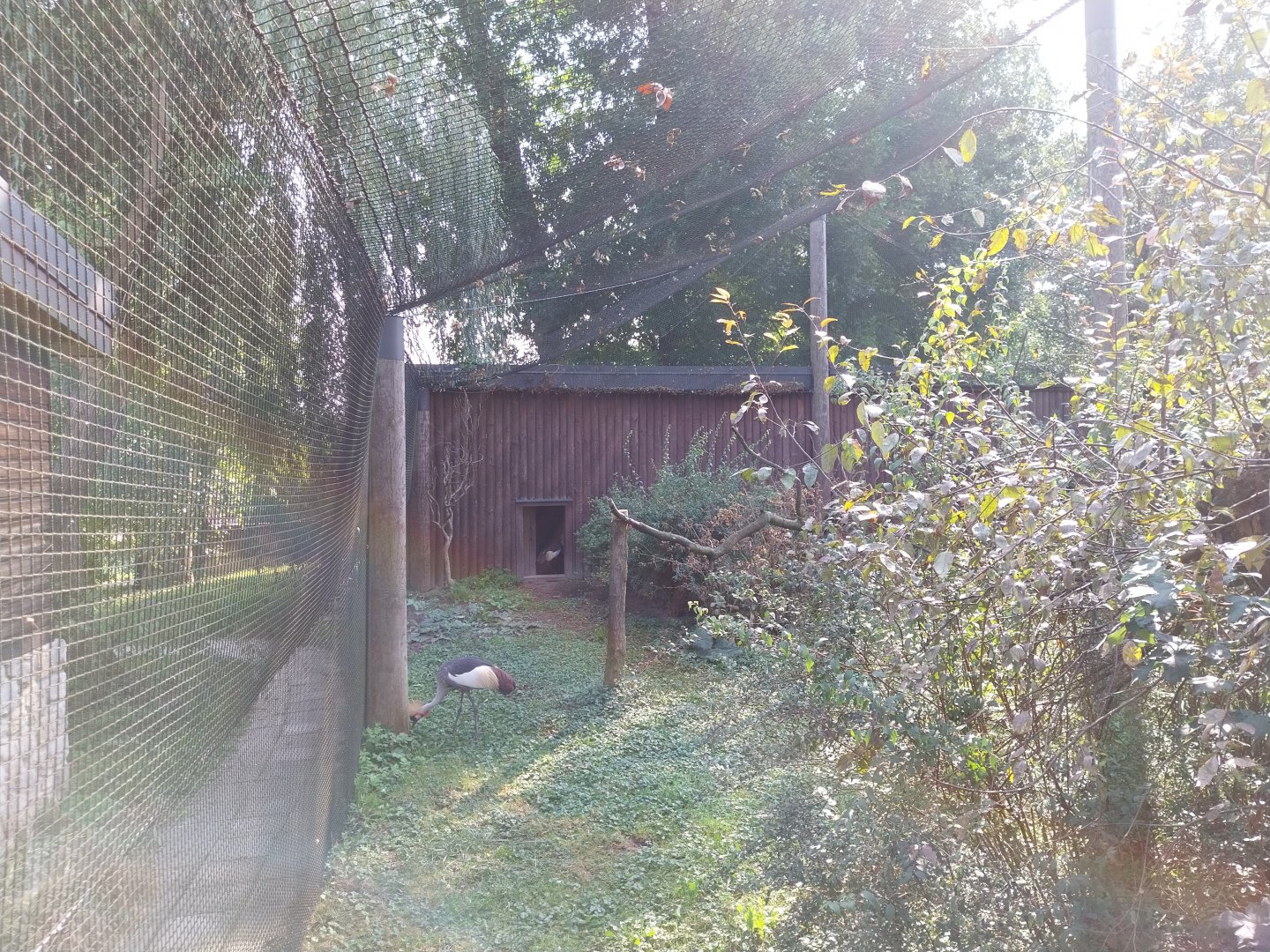 Zamocs Zoo - Pheasantry - Grey Crowned Crane (Balearica regulorum) aviary