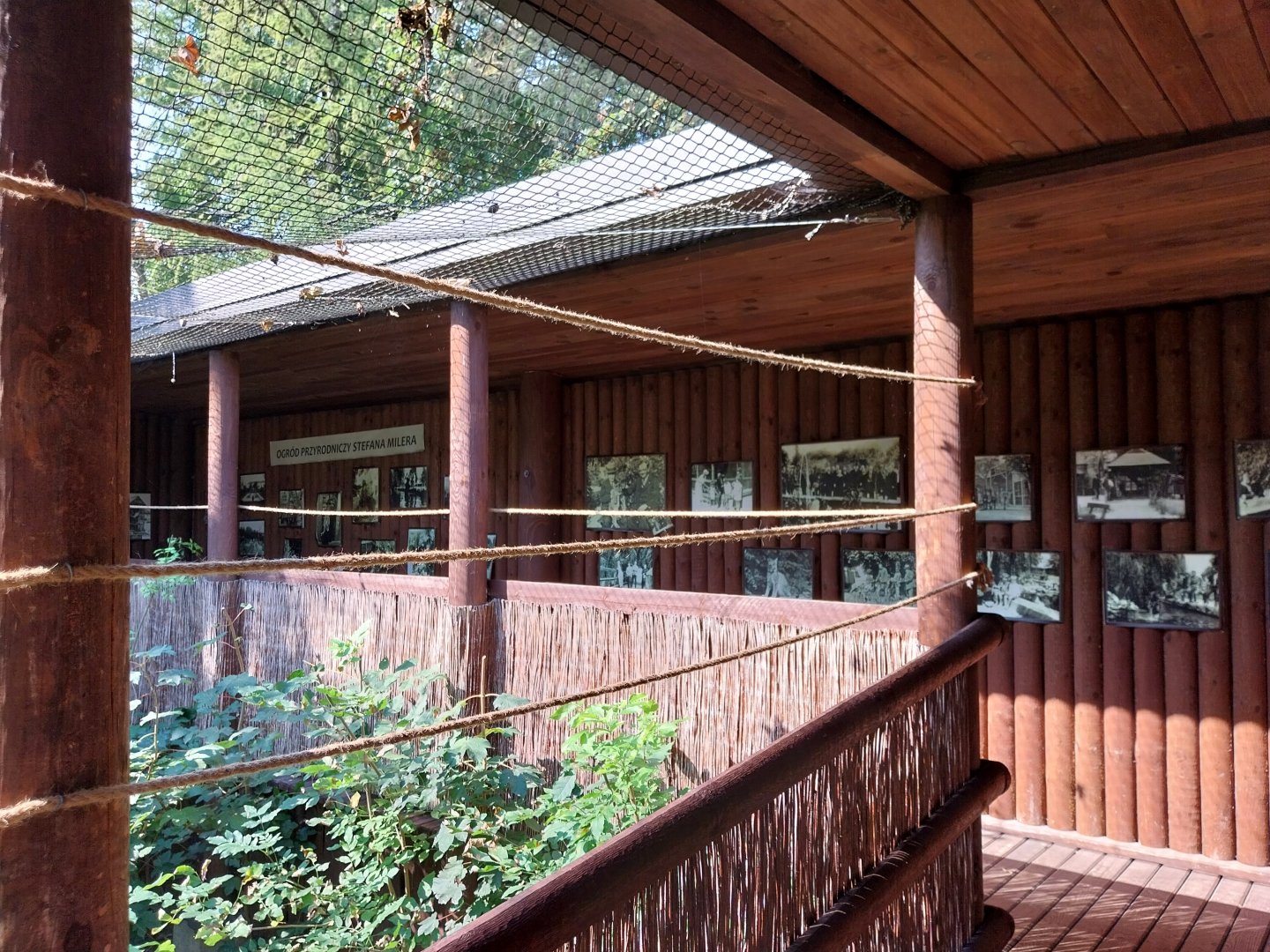 Zamocs Zoo - Pheasantry - Grey Crowned Crane (Balearica regulorum) aviary