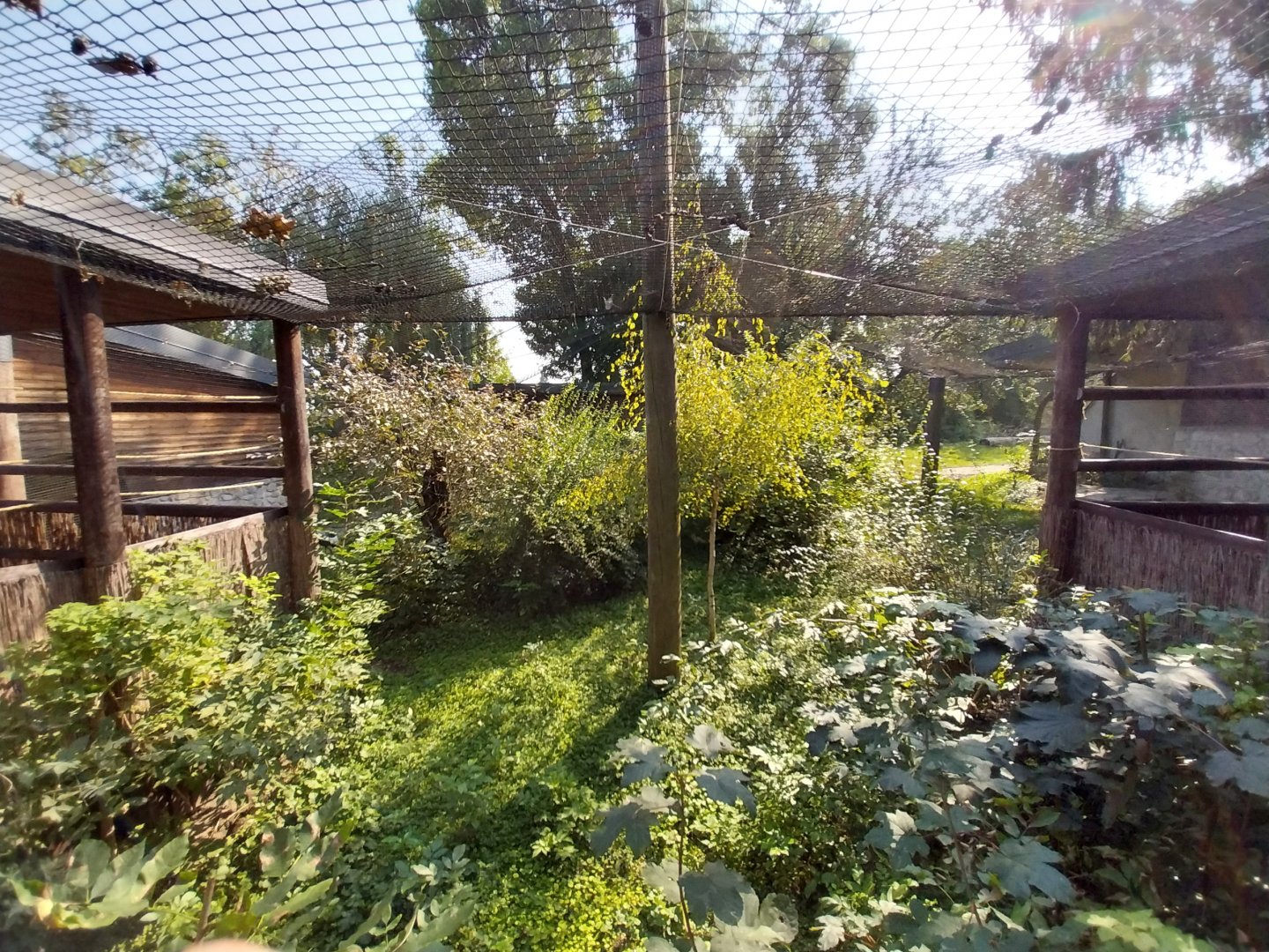 Zamocs Zoo - Pheasantry - Grey Crowned Crane (Balearica regulorum) aviary