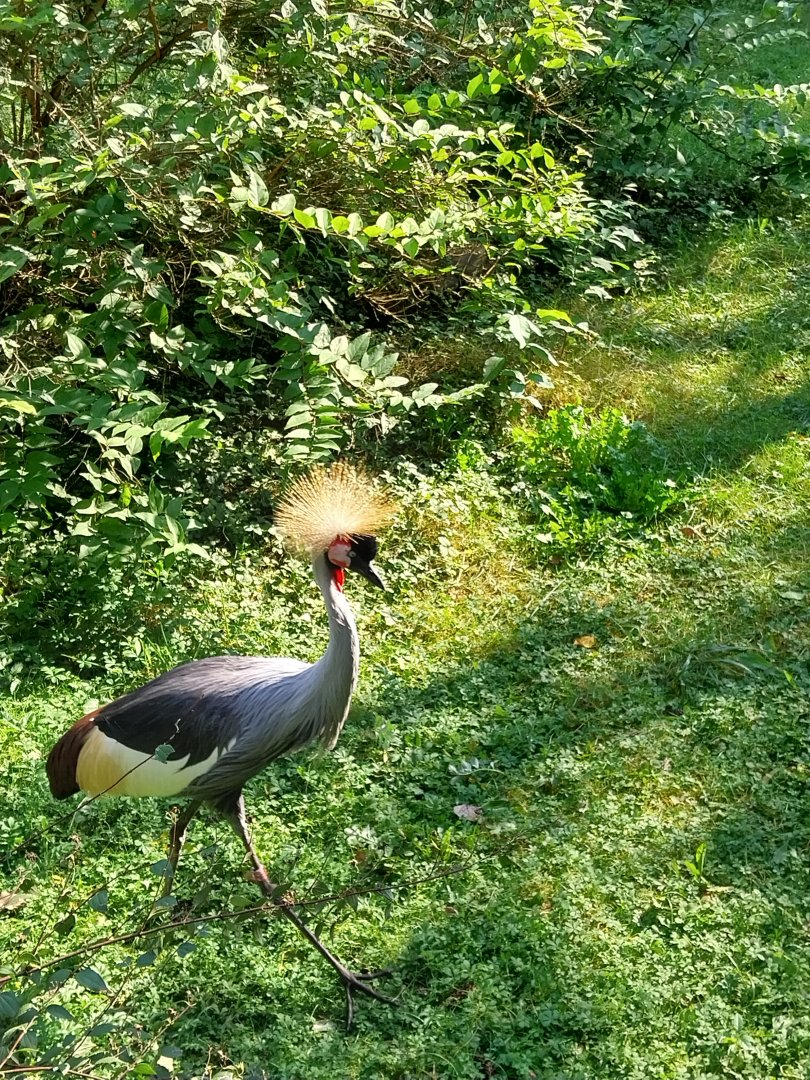 Zamocs Zoo - Pheasantry - Grey Crowned Crane (Balearica regulorum) aviary