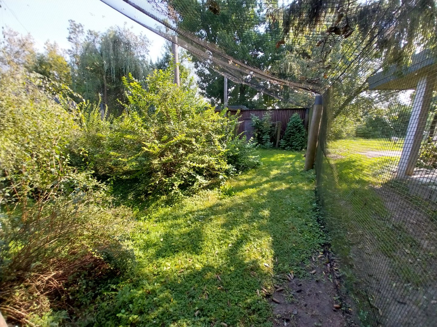 Zamocs Zoo - Pheasantry - Grey Crowned Crane (Balearica regulorum) aviary