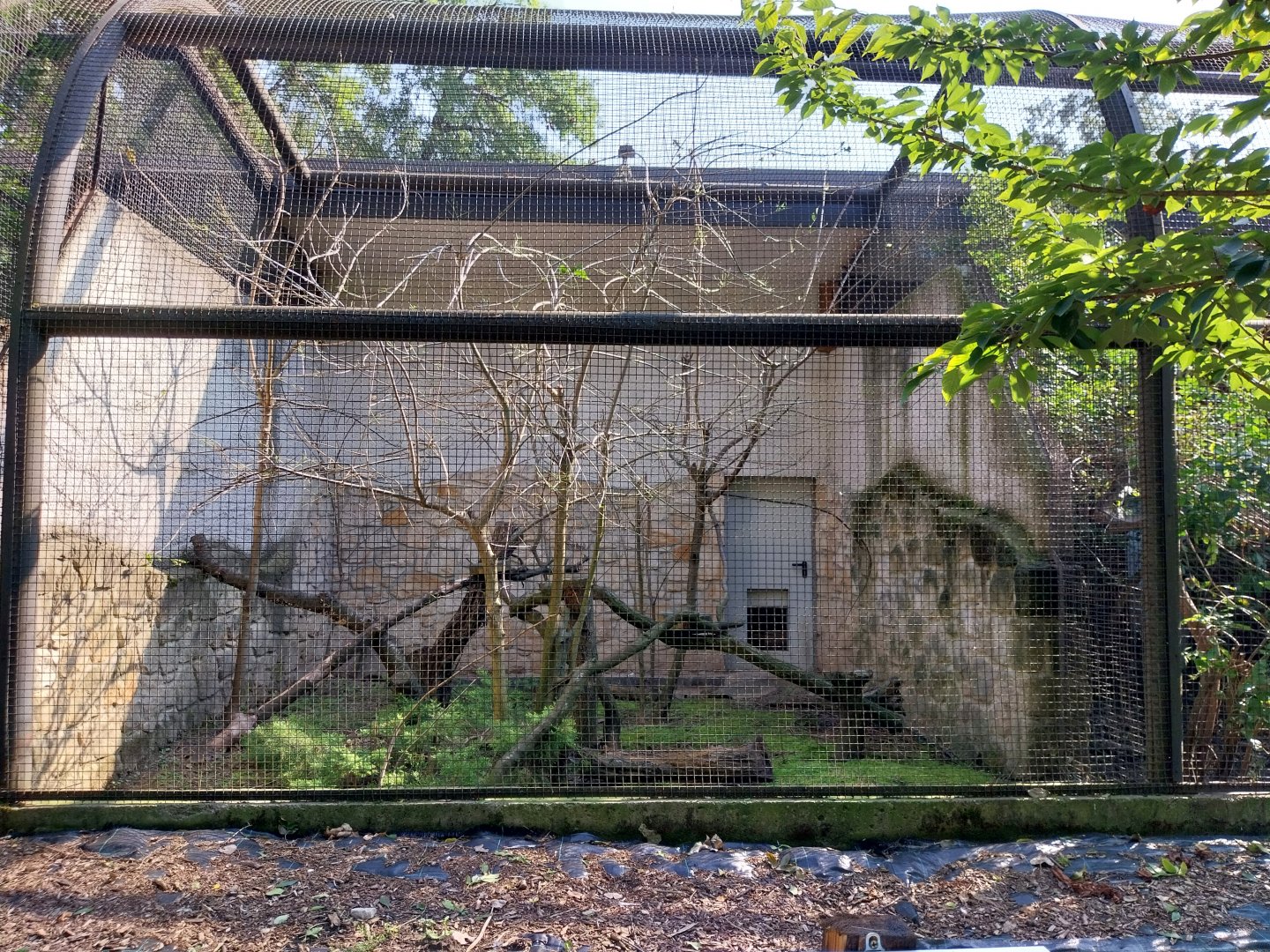 Zamocs Zoo - Pheasantry - GTre Hyrax enclosure
