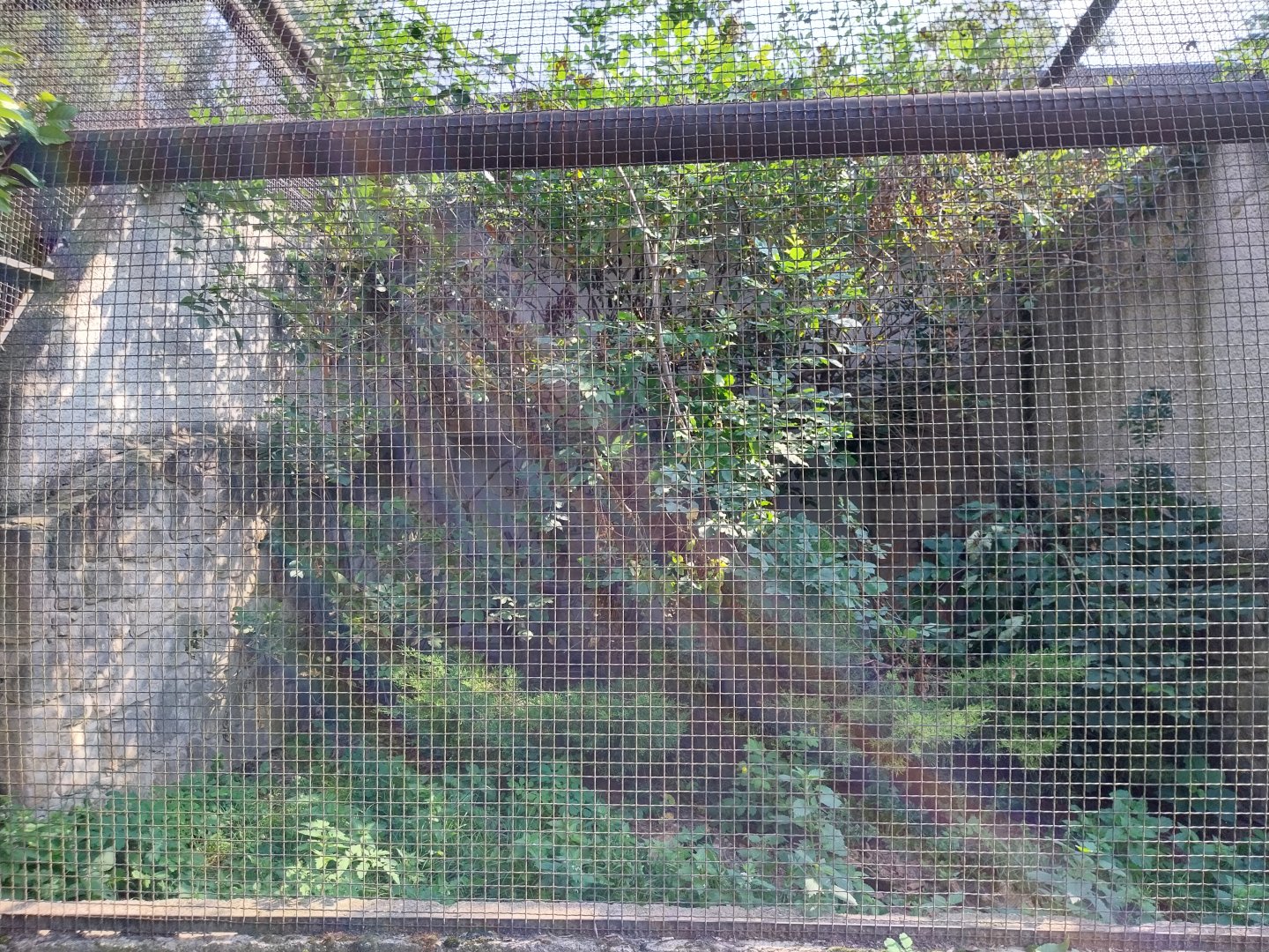 Zamocs Zoo - Pheasantry - Marsh Mongoose (Atilax paludinosus)