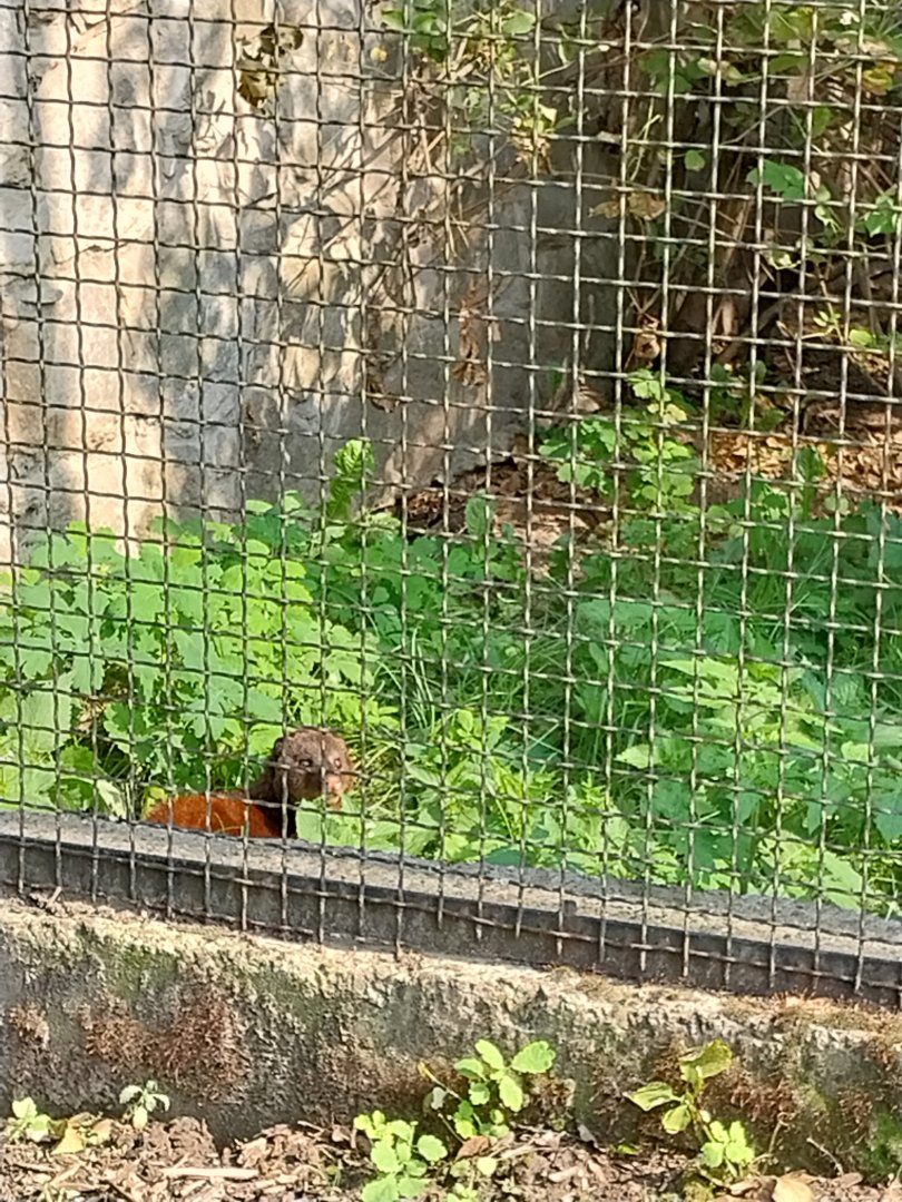 Zamocs Zoo - Pheasantry - Marsh Mongoose (Atilax paludinosus)