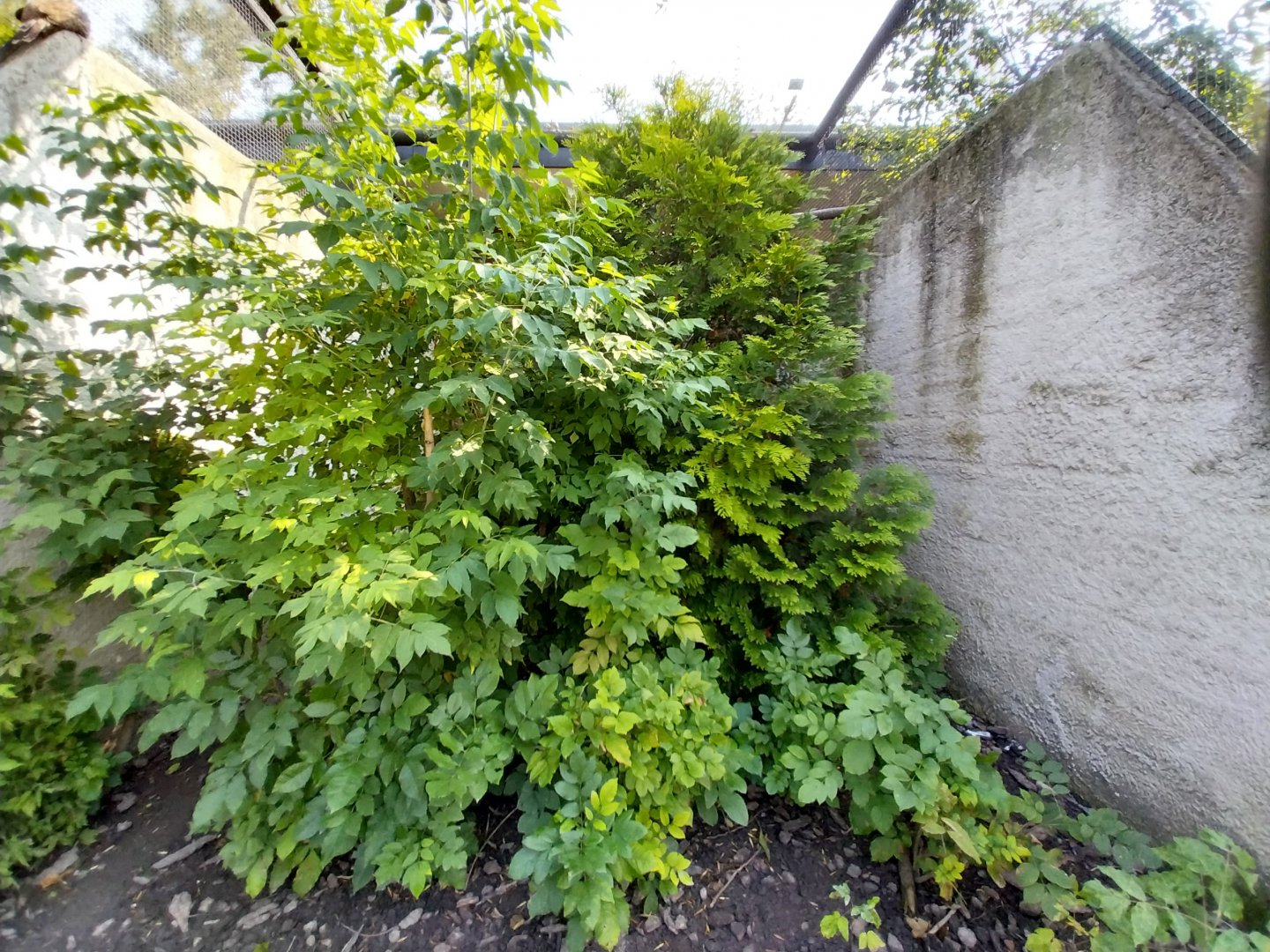 Zamocs Zoo - Pheasantry - Red-billed Blue Magpie and Himalayan Monal aviary