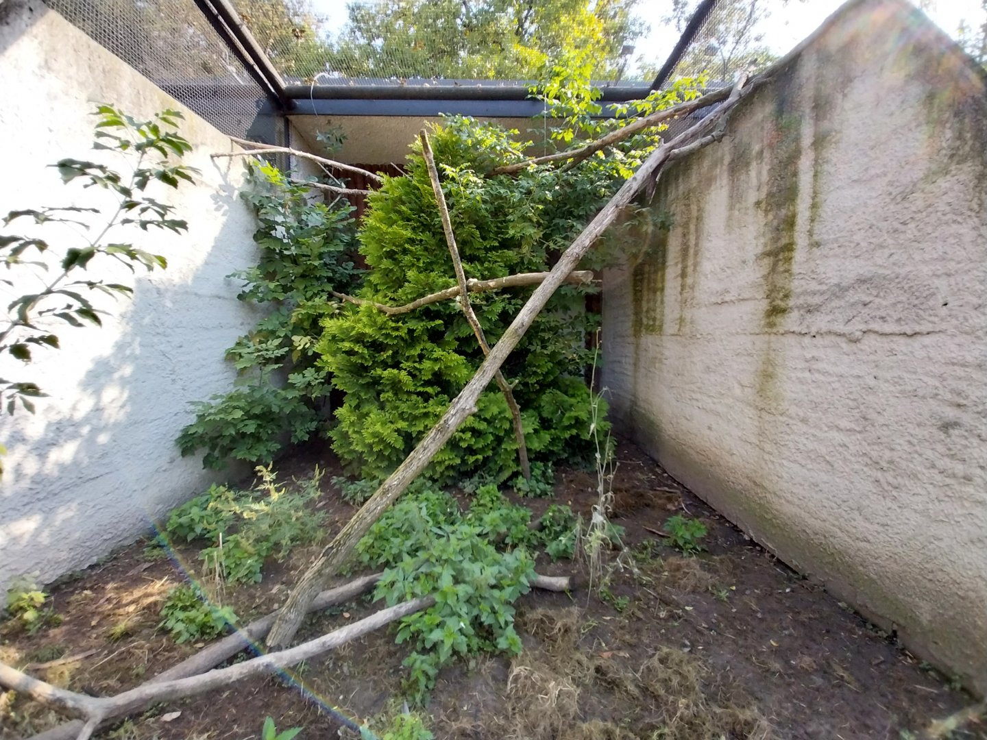 Zamocs Zoo - Pheasantry - Red Junglefowl aviary