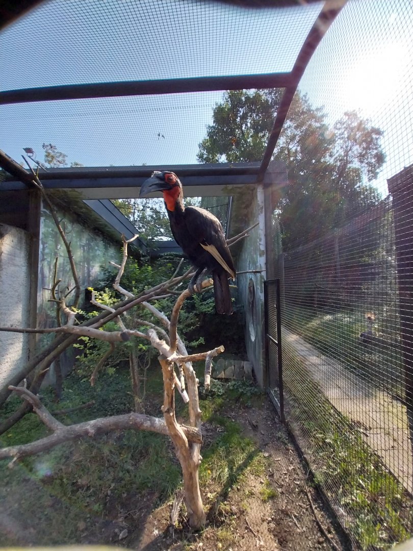 Zamocs Zoo - Pheasantry - Southern Ground Hornbill (Bucorvus leadbeateri)