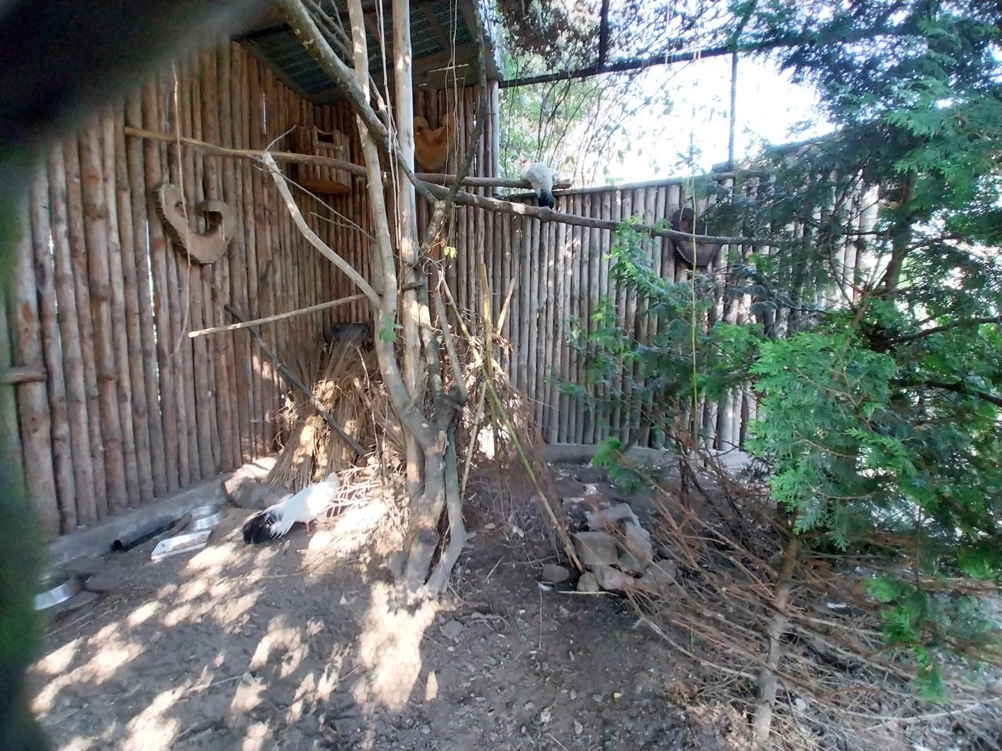 Zamocs Zoo - Pheasantry - Tibetan White Eared-pheasant (Crossoptilon crossoptilon drouynii)