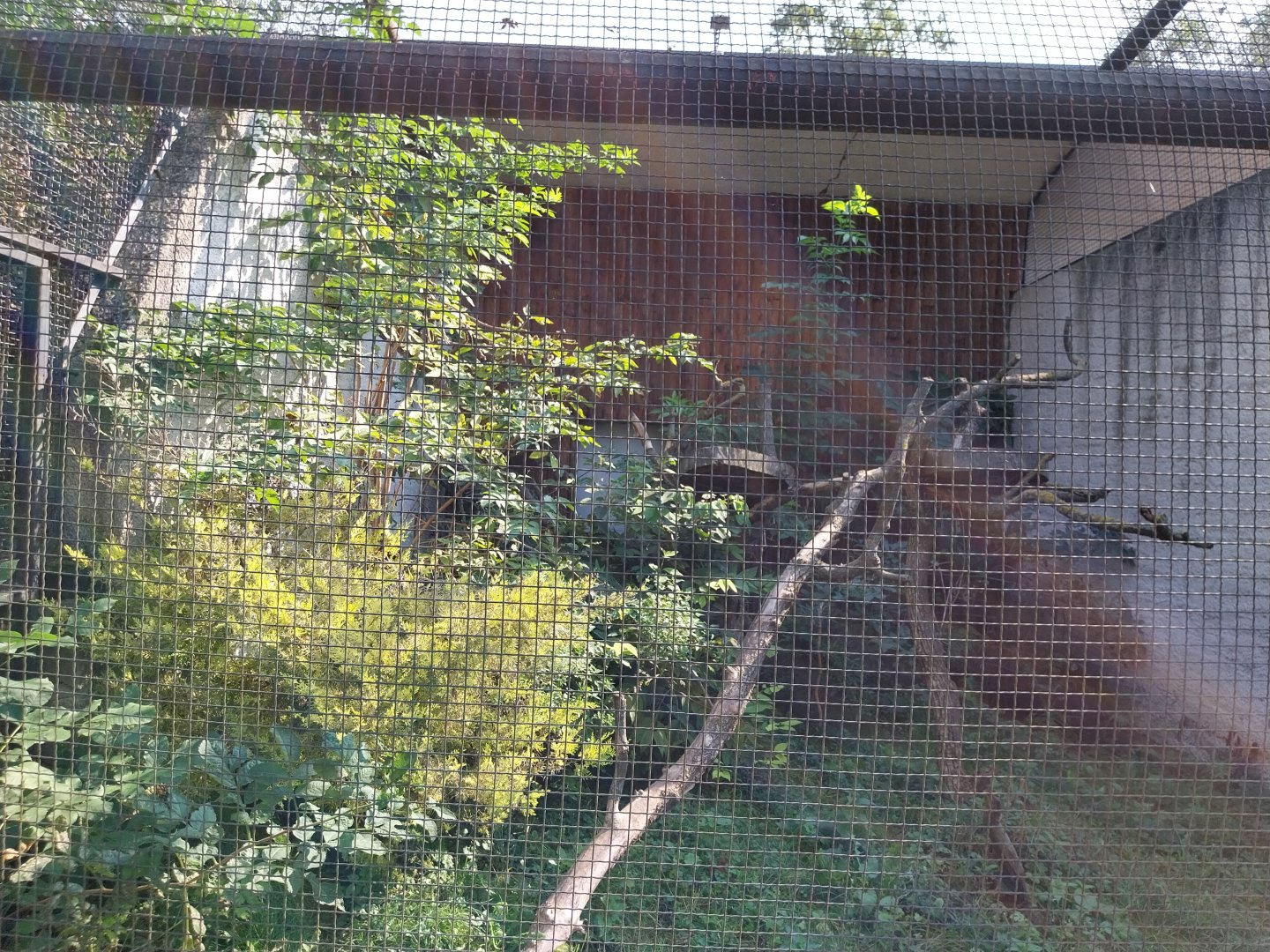 Zamocs Zoo - Pheasantry - White-bearded Palm Civet enclosure