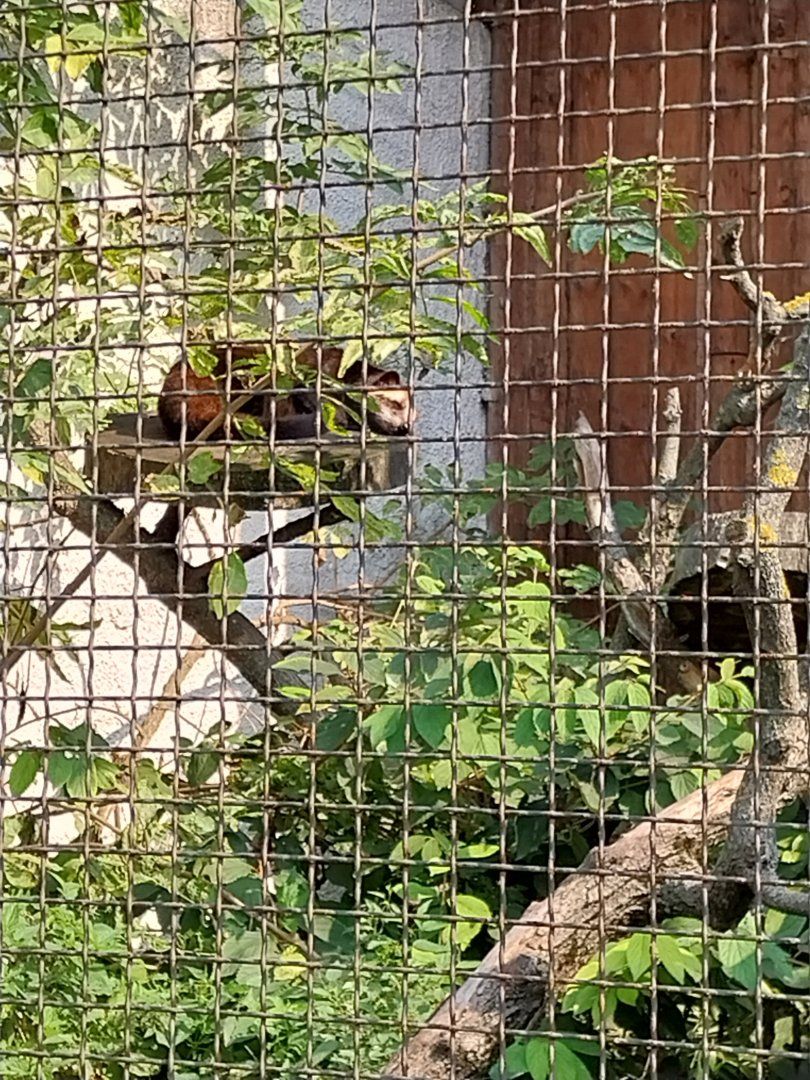 Zamocs Zoo - Pheasantry - White-bearded Palm Civet (Paguma larvata leucomystax)