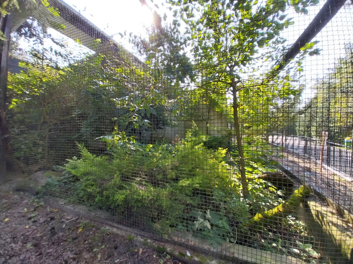 Zamocs Zoo - Small Mammals - Bat-eared Fox enclosure