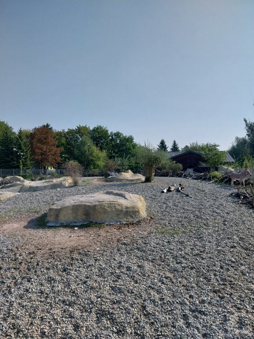 Zamocs Zoo - Somali Wild Ass (Equus africanus somaliensis)