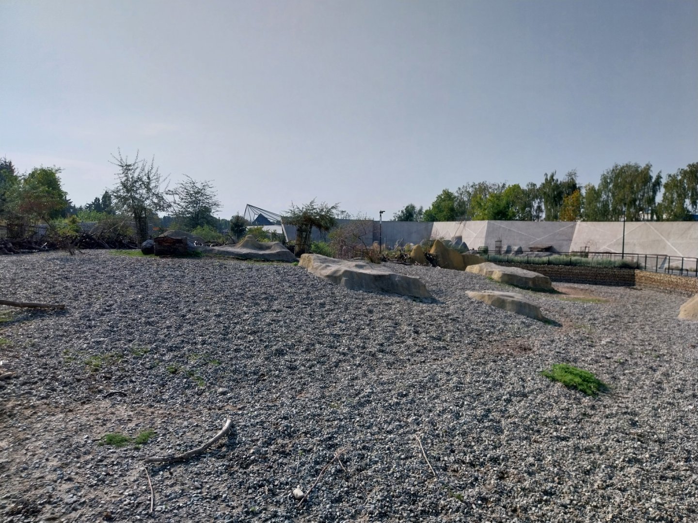 Zamocs Zoo - Somali Wild Ass (Equus africanus somaliensis)