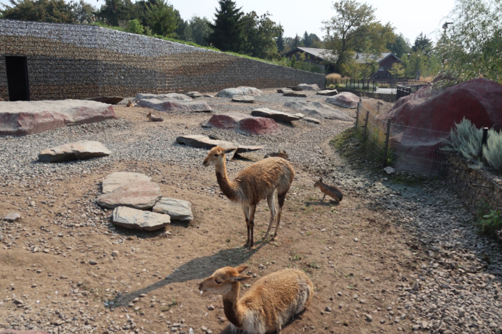 Zamocs Zoo - Vicunha (Vicugna vicugna) and Patagonian mara (Dolichotis patagonum)