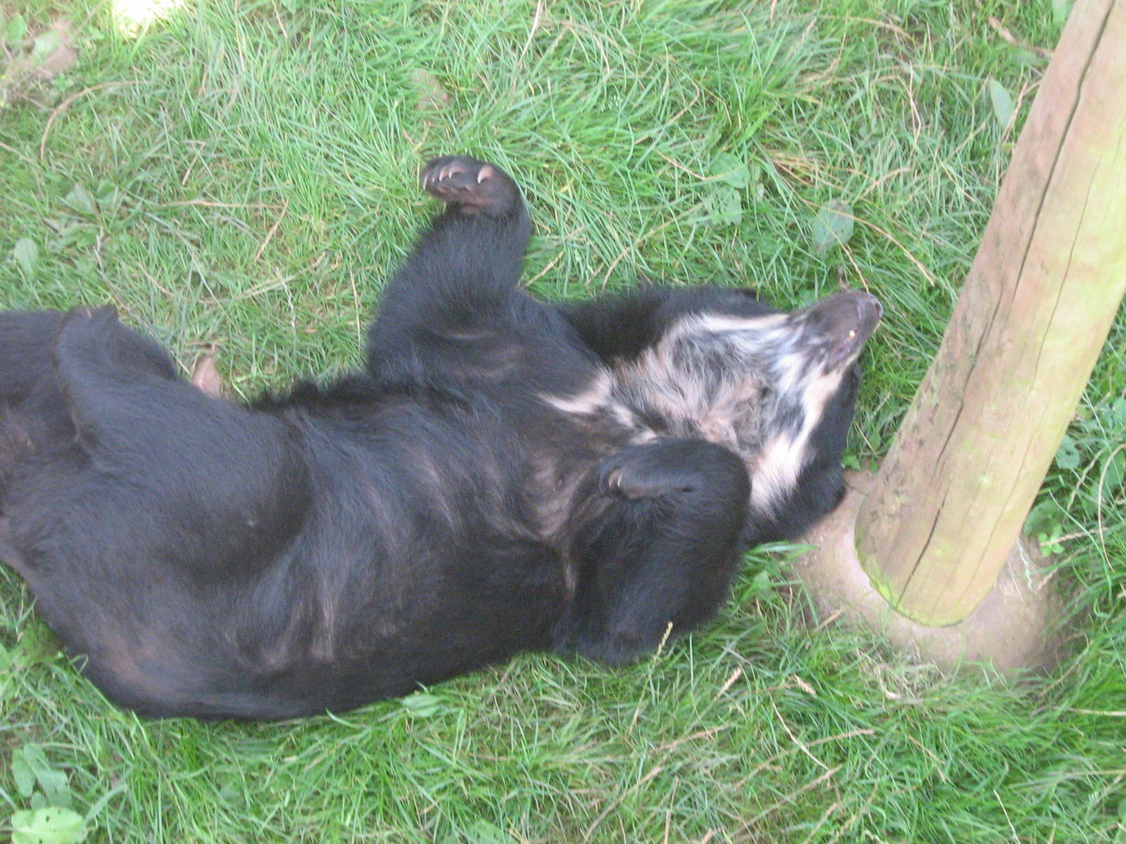 zamora(f)spectacled bear