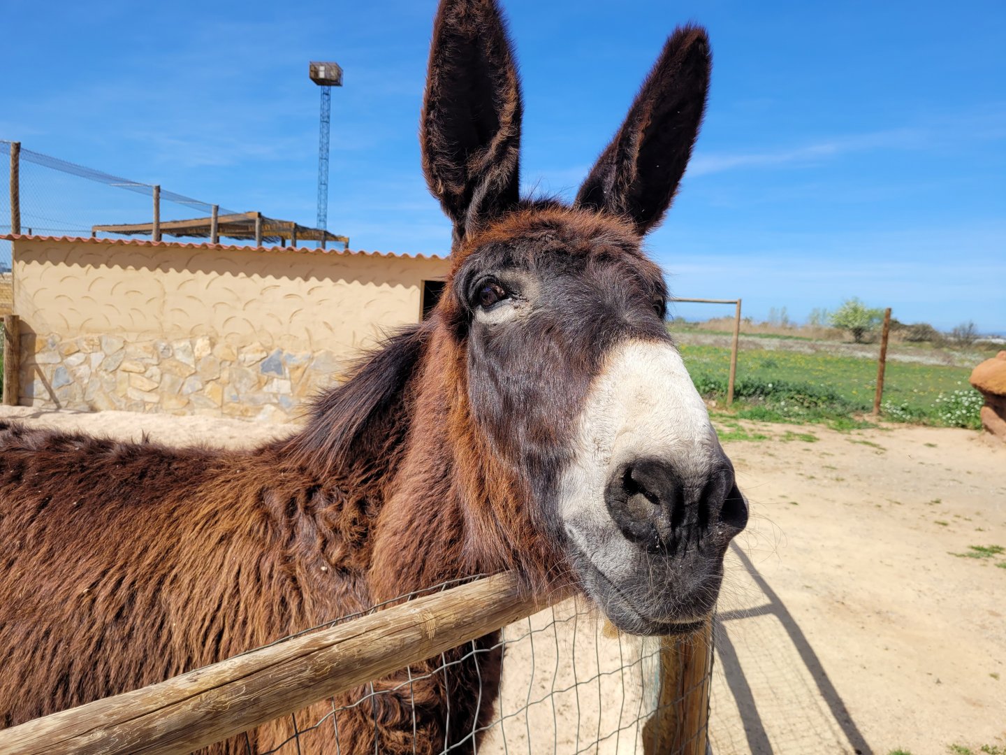 Zamorano-Leonés donkey -Tierra Rapaz (2024)