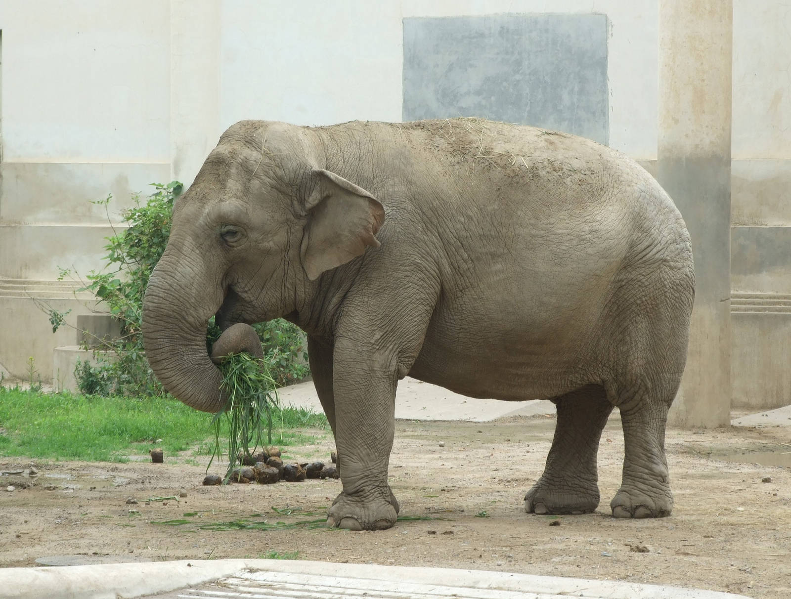Zan Lan, gift from Cambodia