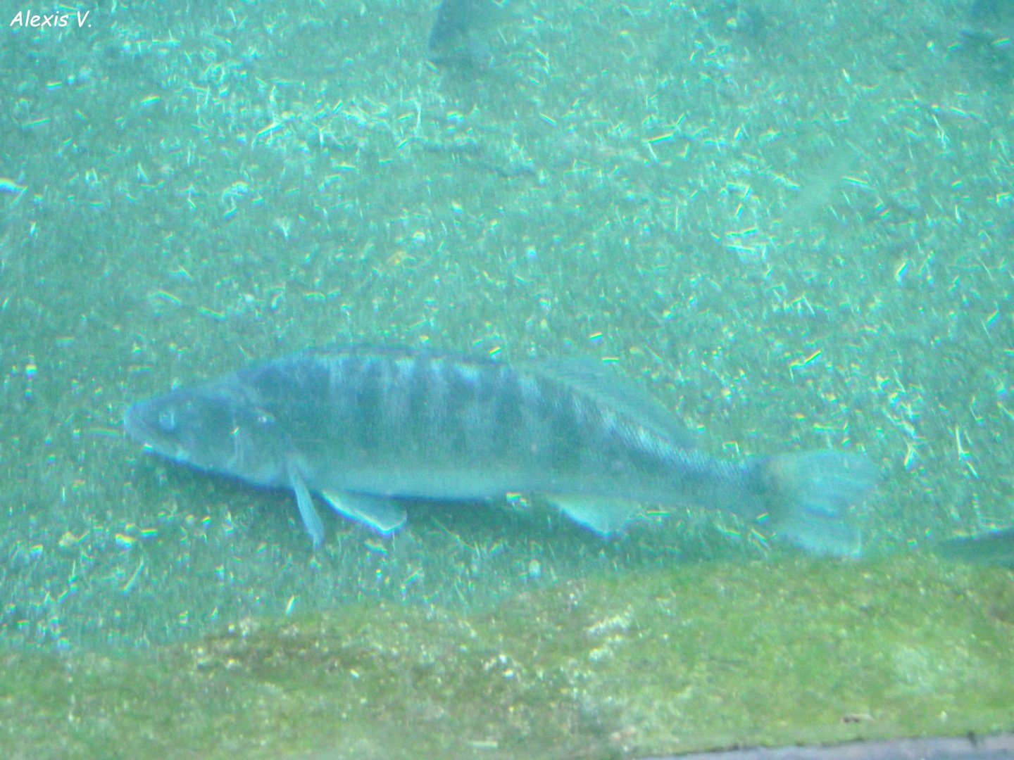 Zander - Zooparc de Beauval - 12/01/2025