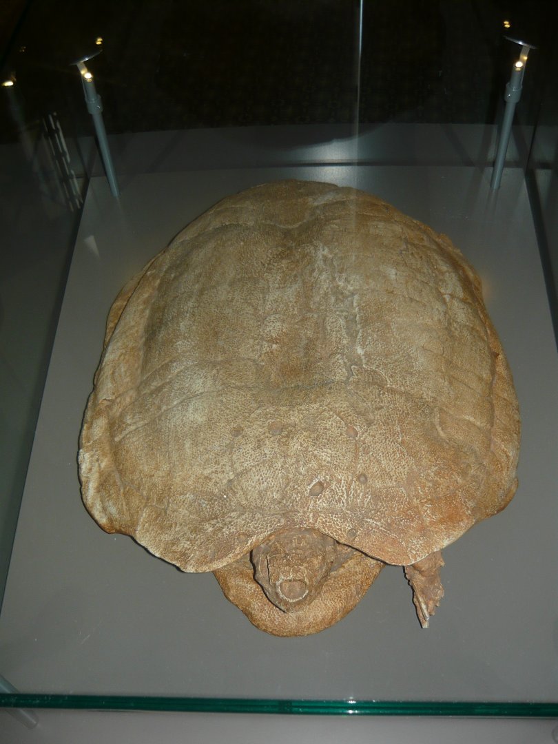 Zangerlia neimongolensis