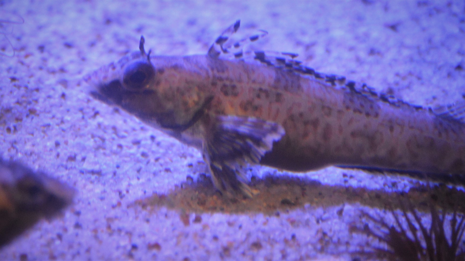 Zaniolepis latipinnis