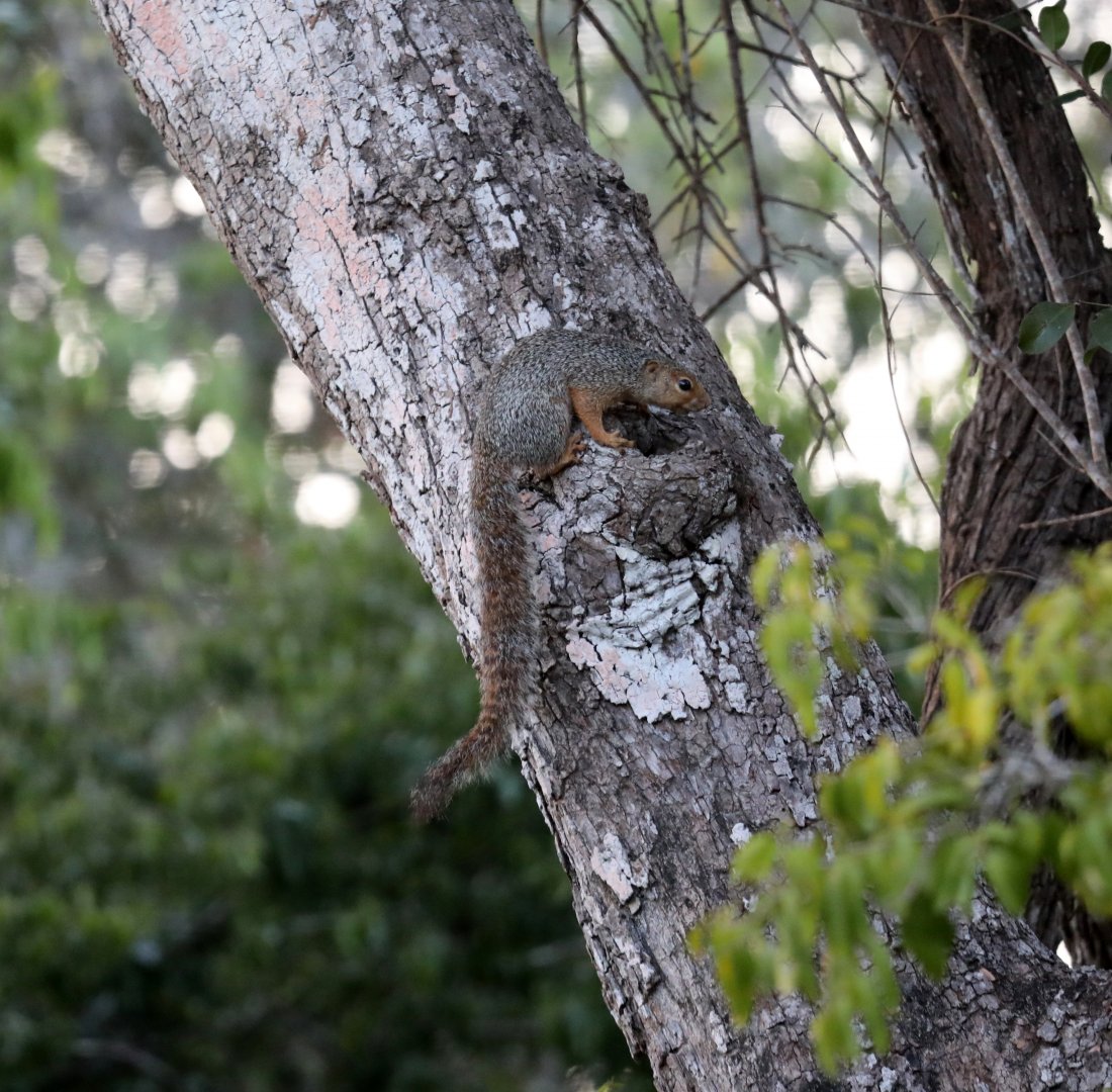 Zanj sun squirrel (Heliosciurus undulatus)