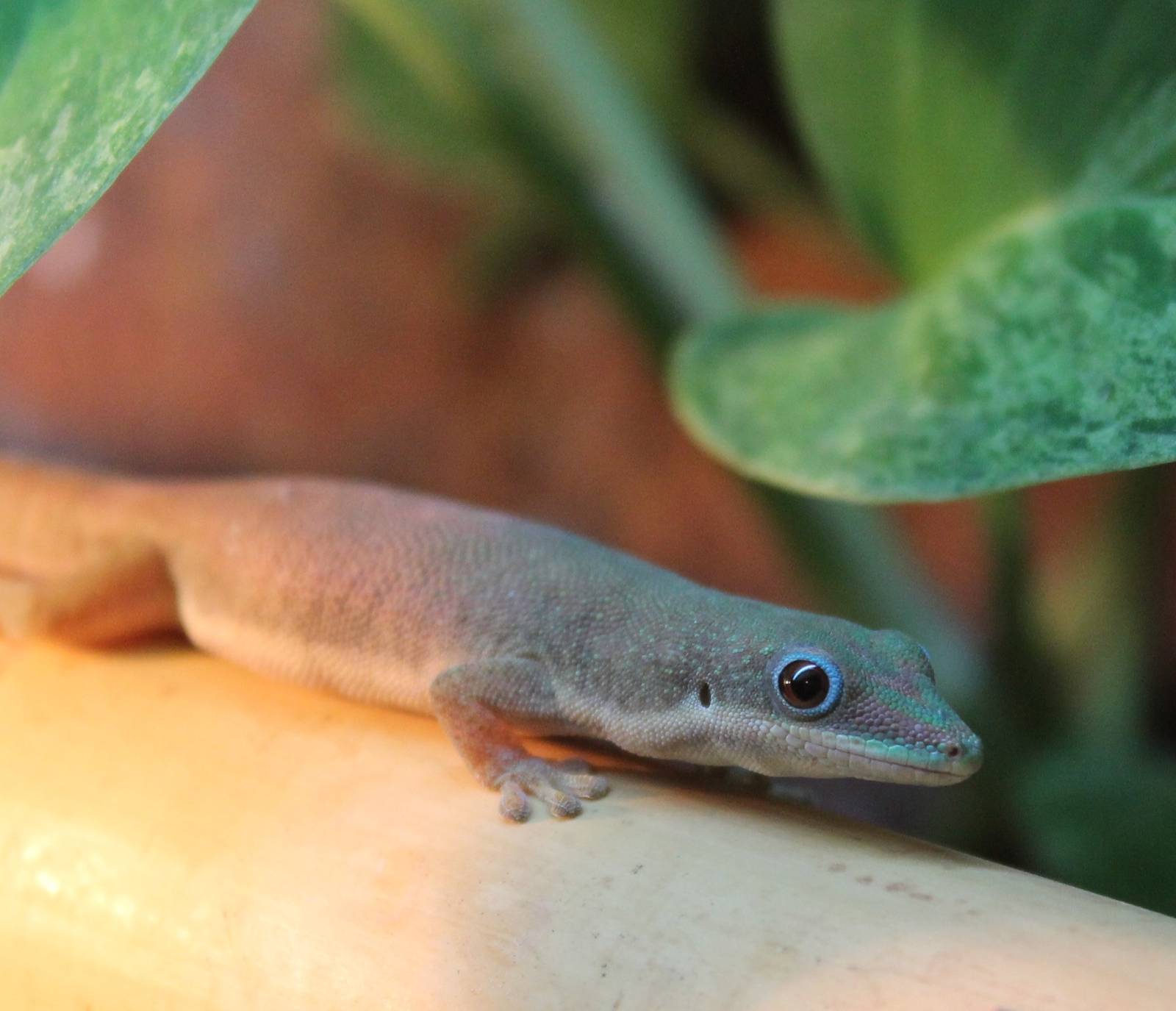 Zanzibar day gecko