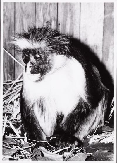 Zanzibar red colobus