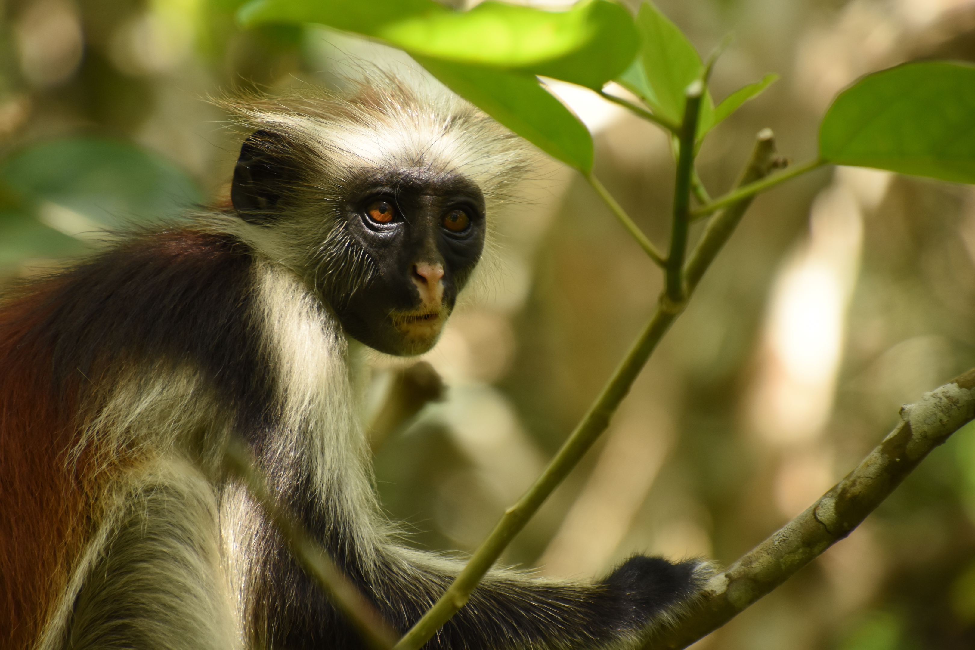 Zanzibar red colobus