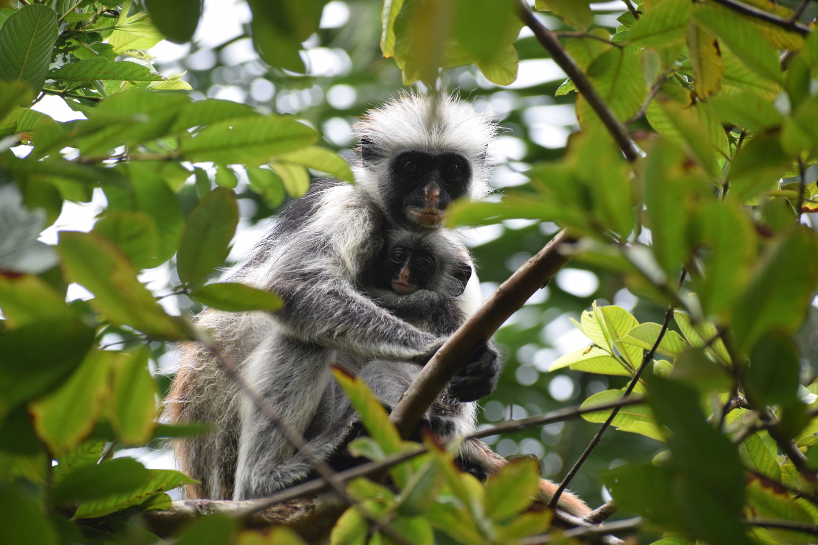 Zanzibar Red Colobus