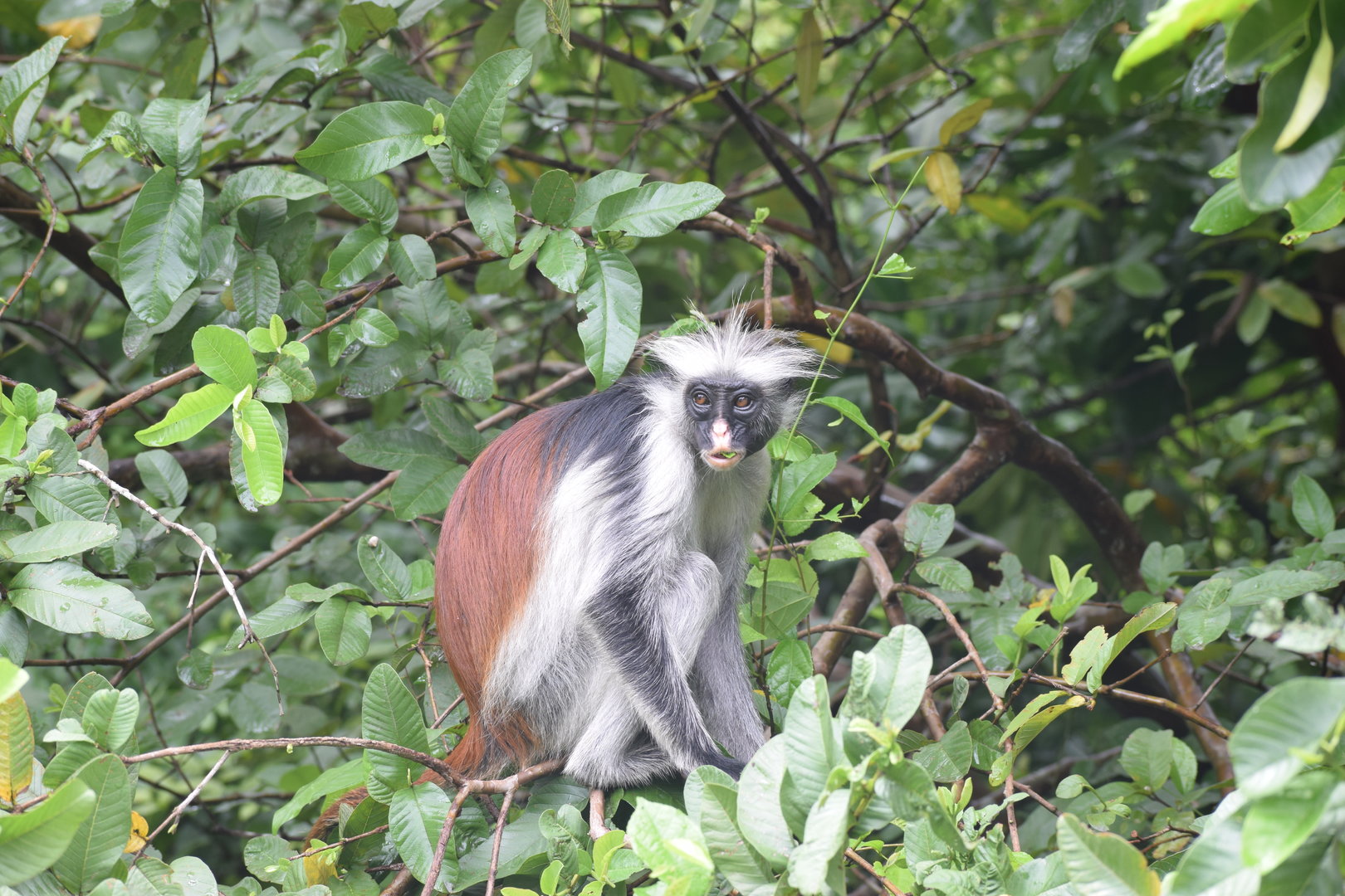 Zanzibar Red Colobus