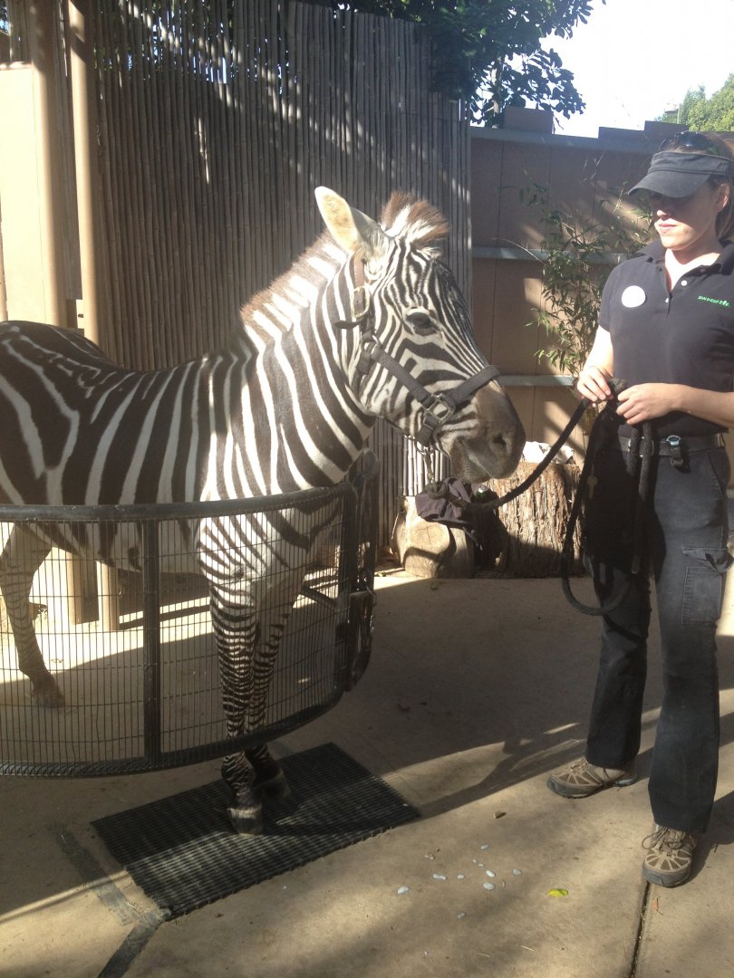 Zari the Zebra