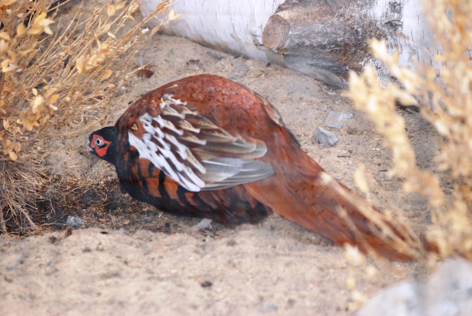 Zarudny's Pheasant at Prague, 25/08/12