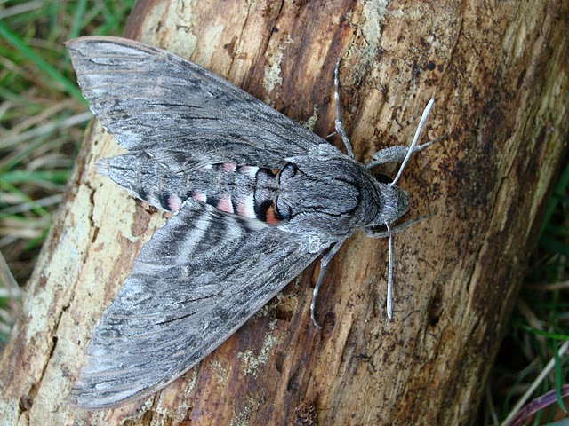 Zawisak powojowiec (Agrius convolvuli)