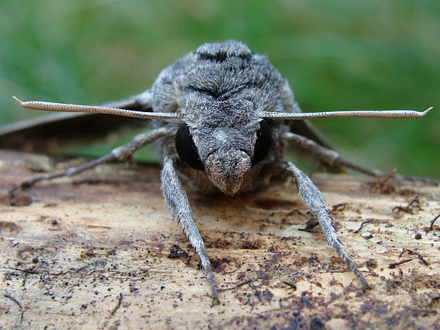 Zawisak powojowiec (Agrius convolvuli)