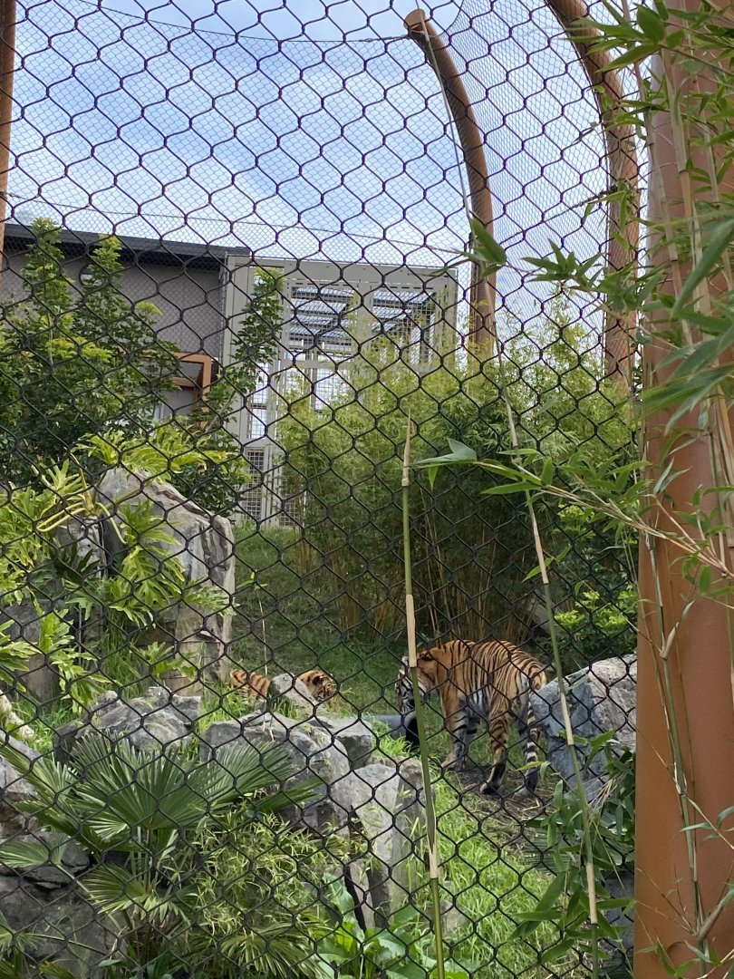 Zayana and Cahya - Sumatran Tigers