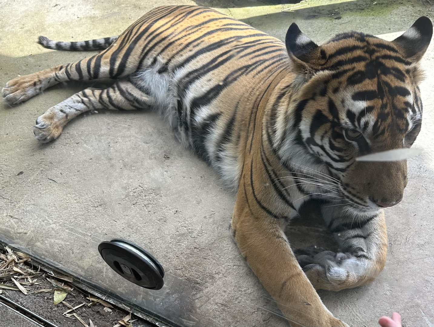 Zayana (Female Sumatran Tiger)